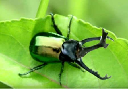 コガネクワガタカブトムシ」も作れる 人工昆虫キットが人気